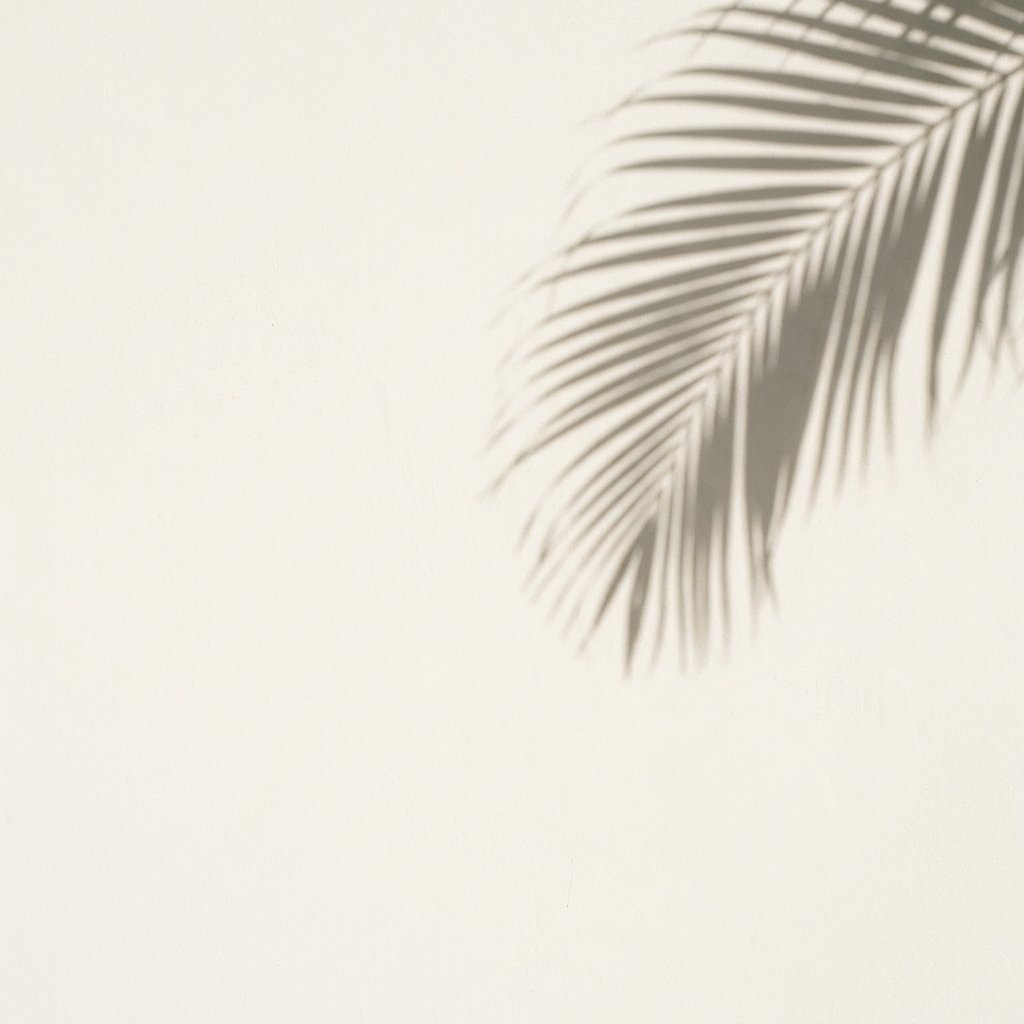 Tropical Palm Leaf Shadow